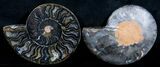 Unusual Black Madagascar Ammonite / Inches #3312-1